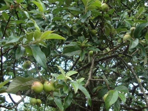 Cây Táo Mèo - Đặc Sản Tây Bắc