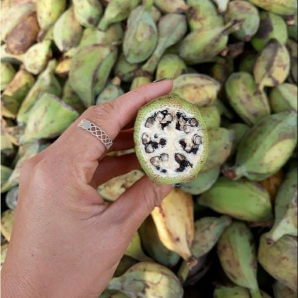 Quả Chuối Hột Rừng Sống