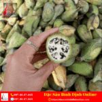 Chuối Hột Rừng Tây Bắc Trái Xanh