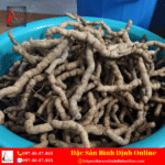 Củ Ba Kích Tươi