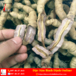 Củ Ba Kích Tươi