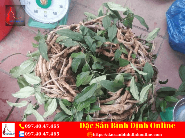 Sâm Xuyên Đá Là Gì? Tác Dụng Và Cách Sử Dụng Như Thế Nào?