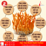 Tác Dụng Đông Trùng Hạ Thảo
